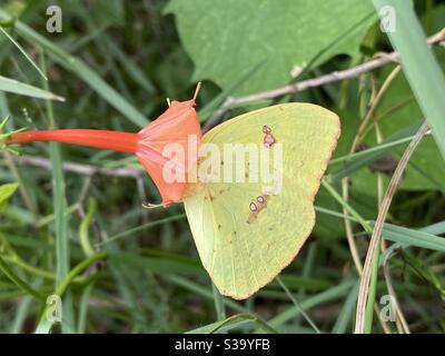 Farfalla di zolfo giallo senza intorbidamento su tromba arancione nel foresta Foto Stock