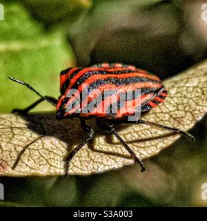 Bug dello scudo a strisce rosso e nero Foto Stock