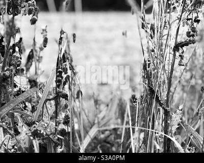 erbe selvatiche monocromatiche Foto Stock