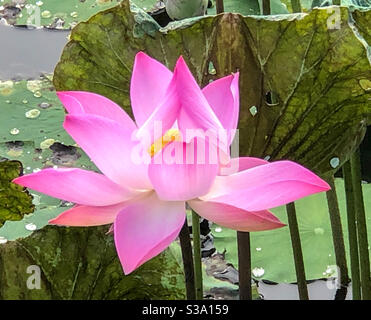 Germogli del loto rosa Foto Stock