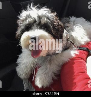 Sorridente Happy dog Foto Stock