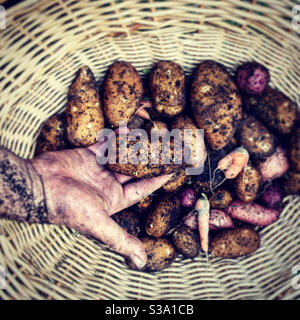 Patate locali e carote molto piccole. Foto scattata a Columbus, MS il 17 luglio 2020. Foto Stock