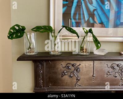Talee di Monstera in vasi di vetro. Foto Stock