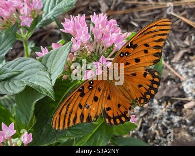 Arancio golfo farfalla di fritillary su fiori rosa penta Foto Stock