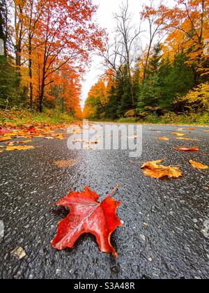 Basso angolo closeup di umido, foglia di acero rosso su bagnato su strada con arancio, giallo e rosso tinte alberi nord sullo sfondo. Orientamento verticale. Muskok, intario, Canada in autunno. Foto Stock