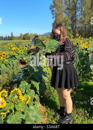 Giovane donna rifilare girasole in una fattoria di fiori si sceglie. Foto Stock