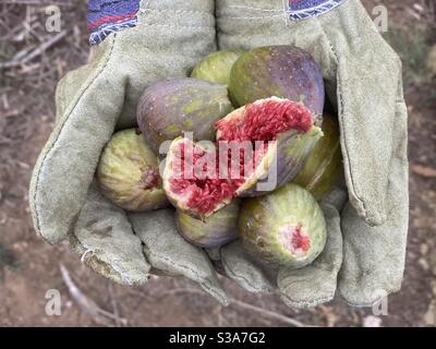 Fichi maturi sui guanti da lavoro Foto Stock