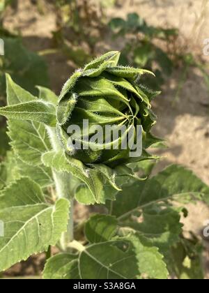 Germoglio di un girasole selvaggio prima che si apra Foto Stock