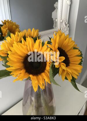 Girasoli gialli in vaso Foto Stock