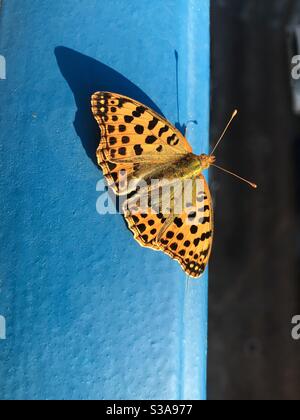 Una bella fritillary verde scuro (Speyeria aglaja o Argynnis aglaja) farfalla arancione, poggiata sulla ringhiera blu di un balcone, Italia Foto Stock