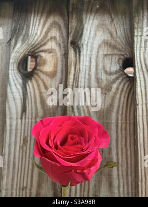 Una rosa rossa come un naso su un viso Foto Stock