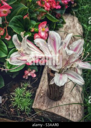 Ragno giglio fiorisce in un vaso accanto al letto di fiori di begonias Foto Stock