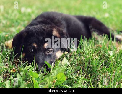 Cucciolo di Pastore tedesco di 8 settimane adagiato in verde erba Foto Stock