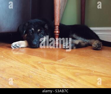 Cucciolo di Pastore tedesco su pavimento in legno Foto Stock