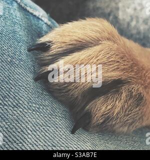 Tan Pastore tedesco zampa con unghie nere su denim Foto Stock
