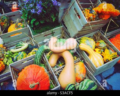 Esposizione autunnale di zucche e zucche e scatole decorative di legno di cassa, Stati Uniti Foto Stock