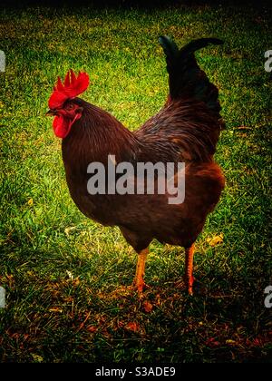 La Rhode Island red rooster Foto Stock