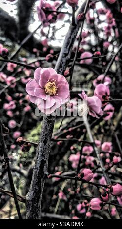 UME Sakura - fioritura di prugne all'Osaka Castle Park, Osaka, Giappone. Foto Stock