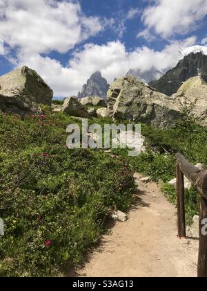 Un sentiero montano nel massiccio del Monte Bianco con cespugli fioriti di rododendri e le vette dell'Aiguille Noire de Peuterey sullo sfondo in estate, Courmayeur, Aosta, Valle d'Aosta, Italia Foto Stock