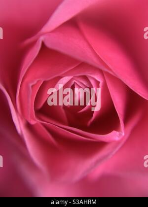 Rose. Foto Stock