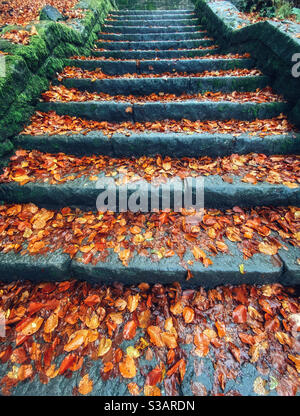 Scalini di pietra a Rivington in Lancashire coperti di bagnato caduto foglie d'autunno Foto Stock