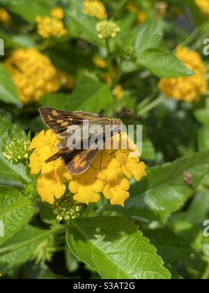 Fiery skipper farfalla su fiori dorati lantana Foto Stock