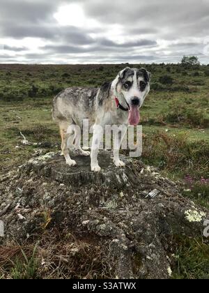 Cane su un log Foto Stock