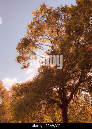 Sole che splende attraverso foglie autunnali di un grande albero Foto Stock