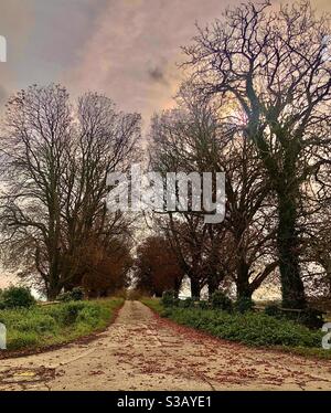 Una strada rurale fiancheggiata da alberi nel Buckinghamshire Foto Stock