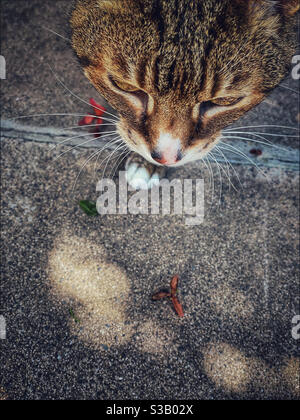 Cat camminando lungo il sentiero del giardino. Foto Stock