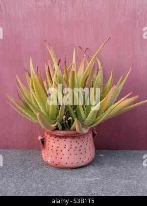 Pianta di Aloe da una parete dipinta di rosa Foto Stock