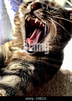 Ritratto di bruno shorthair nazionale o americano tabby gatto yawning, bocca larga lingua aperta e denti mostrando Foto Stock