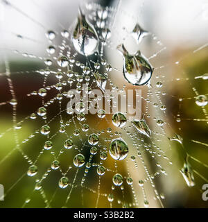 Gocce d'acqua in un nastro di ragno Foto Stock