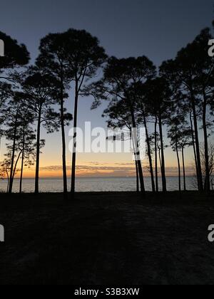 Silhouette alti pini al tramonto con vista sulla baia acqua Foto Stock