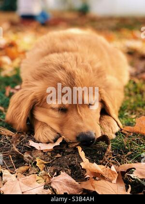 Addormentato Golden Retriever Lab mix cucciolo Foto Stock