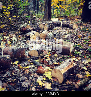 Tronchi di legno nella foresta, 2020 Foto Stock