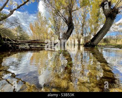 Un'area allagata di acqua da un fiume dopo forti piogge, con tronchi di alberi caduti e alberi che si riflettono sull'acqua Foto Stock