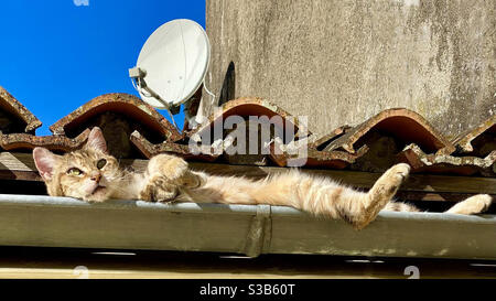 Gatto per prendere il sole nella canaletta del tetto Foto Stock