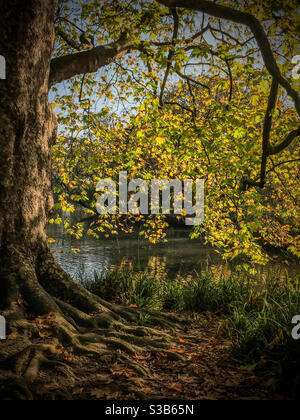 Un albero d'acero norvegese sulle rive di un piccolo lago a Hampden Park, Eastbourne in una soleggiata giornata autunnale Foto Stock
