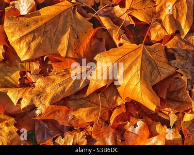 Foglie di autunno sul terreno Foto Stock
