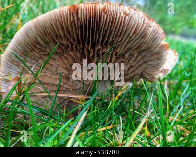 Vermi occhio vista di un toadstool Foto Stock