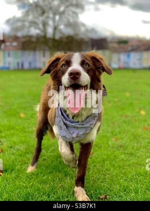 Un cane felice di Border Collie godendosi la sua passeggiata pomeridiana fangosa. Foto Stock