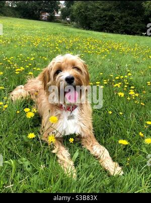 Cucciolo di Cavapoo adagiato nel campo circondato da luminosi dandelioni Foto Stock