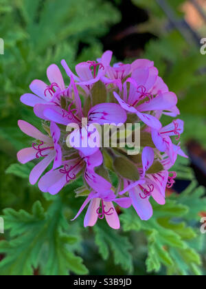 Un delicato grappolo di fiori di pelargonio rosa contro il verde fogliame Foto Stock