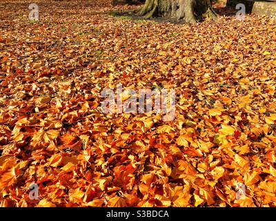 Tappeto di foglie d'autunno a terra in un pubblico parcheggio Foto Stock