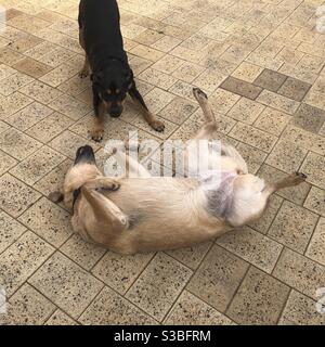 Due cani che giocano. Rota è una Croce di Staffy Kelpie di due anni. Chili è un cane australiano di bestiame di due anni - anche conosciuto come un heeler rosso. Foto Stock
