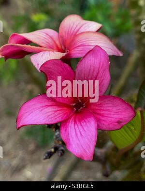 Bellezza tropicale. Due fiori rosa Frangipani magnificamente posti e ben definiti nel giardino, disposti dalla natura. Perfezione Foto Stock