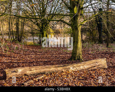 Log su terra con alberi e foglie caduti in autunno. Lago in lontananza Foto Stock