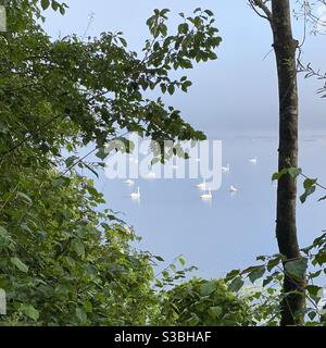 Cigni selvaggi su un lago calmo in una mattinata foggosa Foto Stock