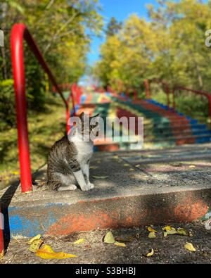 Cat in posa per la fotocamera sulle scale colorate circondate da alberi Foto Stock